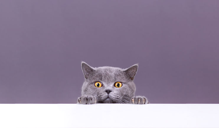 Should Brands Use Memes? What to Know Before You Post
